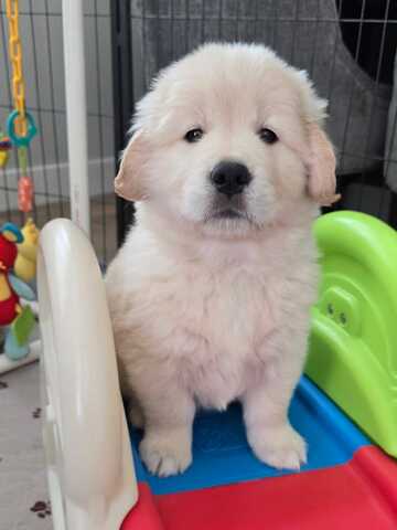 Wunderschöne Golden-Retriever-Welpen suchen ein liebevolles Zuhause!