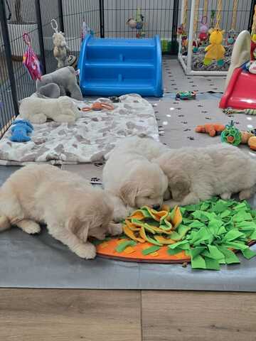 Wunderschöne Golden-Retriever-Welpen suchen ein liebevolles Zuhause!