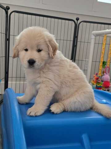 Wunderschöne Golden-Retriever-Welpen suchen ein liebevolles Zuhause!