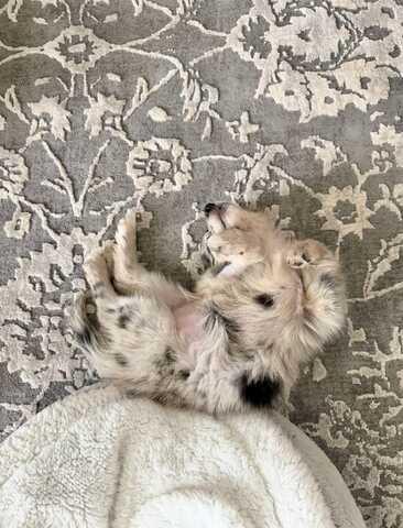 Wunderschöne Australian-Shepherd-Welpen suchen ein liebevolles Zuhause!