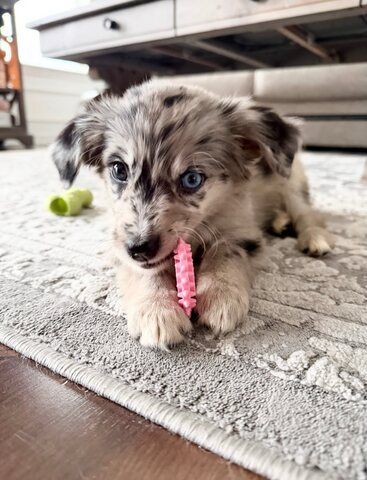 Wunderschöne Australian-Shepherd-Welpen suchen ein liebevolles Zuhause!