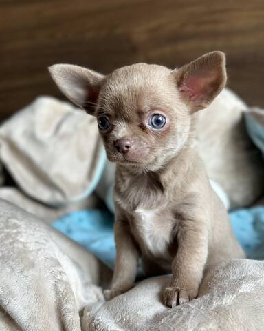 Wunderschöne Chihuahua-Welpen suchen ein liebevolles Zuhause!