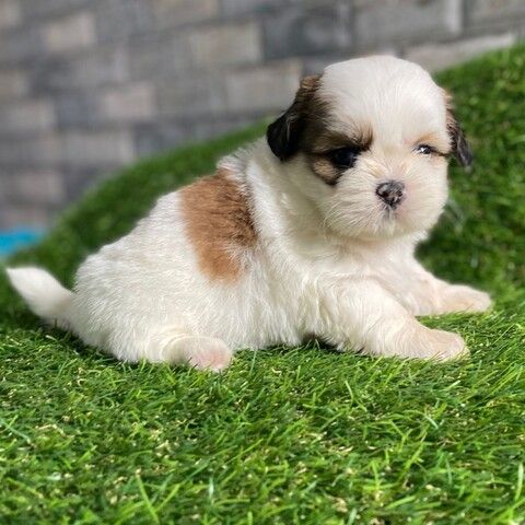 Wunderschöne Shih-Tzu-Welpen suchen ein liebevolles Zuhause!