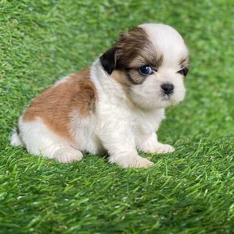 Wunderschöne Shih-Tzu-Welpen suchen ein liebevolles Zuhause!