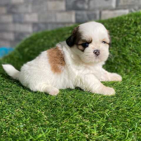 Wunderschöne Shih-Tzu-Welpen suchen ein liebevolles Zuhause!