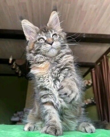 Wunderschöne Maine-Coon-Kätzchen suchen ein liebevolles Zuhause!