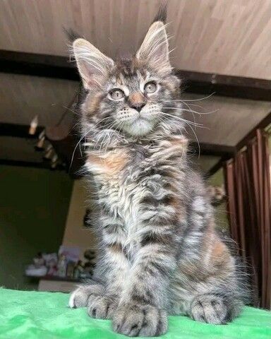 Wunderschöne Maine-Coon-Kätzchen suchen ein liebevolles Zuhause!