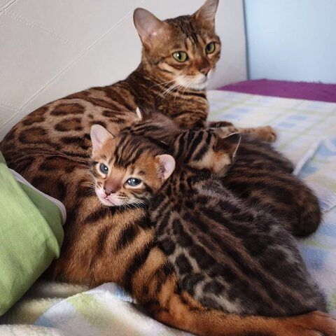 Wunderschöne Bengal-Kätzchen suchen ein liebevolles Zuhause!