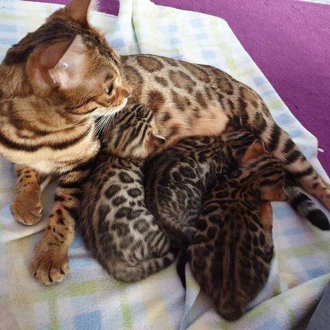 Wunderschöne Bengal-Kätzchen suchen ein liebevolles Zuhause!