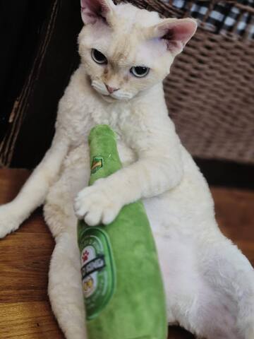 Wunderschöne Devon-Rex-Kätzchen suchen ein liebevolles Zuhause!