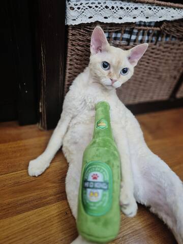 Wunderschöne Devon-Rex-Kätzchen suchen ein liebevolles Zuhause!