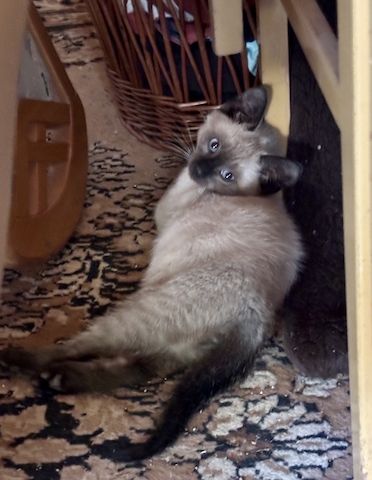 Katzenbabys vom Land