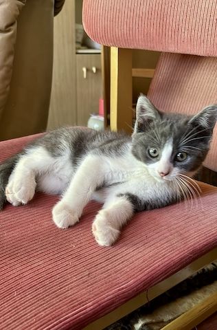 Katzenbabys vom Land