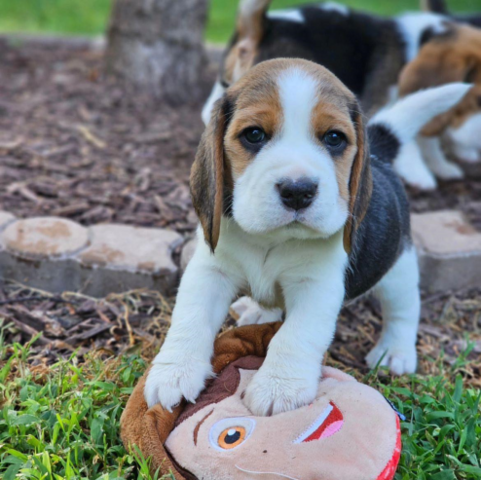 Hochwertige Beagle-Welpen... WhatsApp: +44 7453 907158
