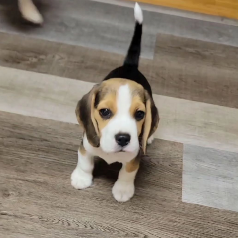 Hochwertige Beagle-Welpen... WhatsApp: +44 7453 907158