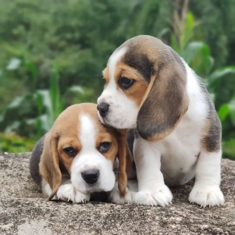 Hochwertige Beagle-Welpen... WhatsApp: +44 7453 907158