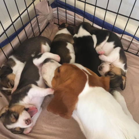 Hochwertige Beagle-Welpen... WhatsApp: +44 7453 907158