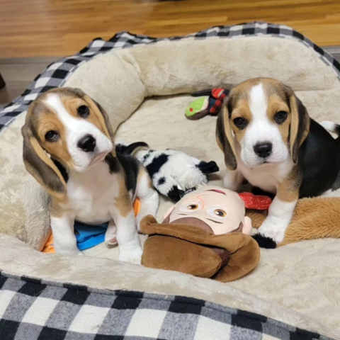 Hochwertige Beagle-Welpen... WhatsApp: +44 7453 907158