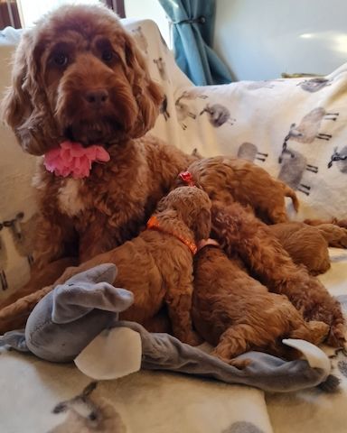 Cavapoo-Welpen, Apricot. Kontaktieren Sie mich per WhatsApp unter: +44 7453 907158