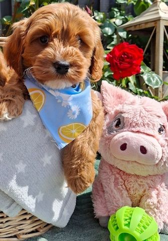 Cavapoo-Welpen, Apricot. Kontaktieren Sie mich per WhatsApp unter: +44 7453 907158