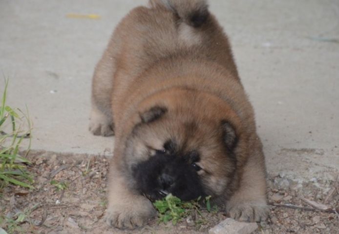 Vater der Welpen KC Chow-Chow-Welpen. Kontaktieren Sie mich per WhatsApp unter: +44 7453 907158