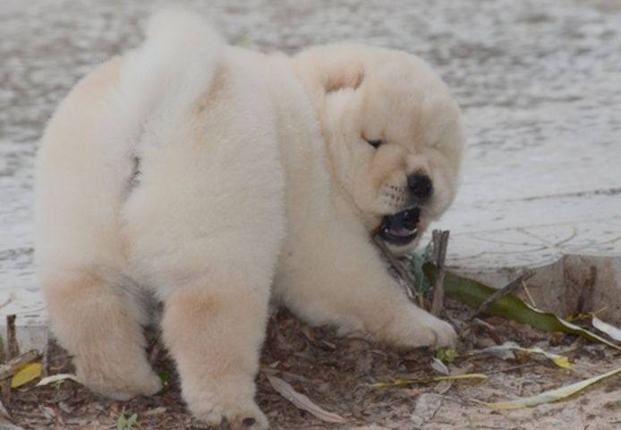 Vater der Welpen KC Chow-Chow-Welpen. Kontaktieren Sie mich per WhatsApp unter: +44 7453 907158