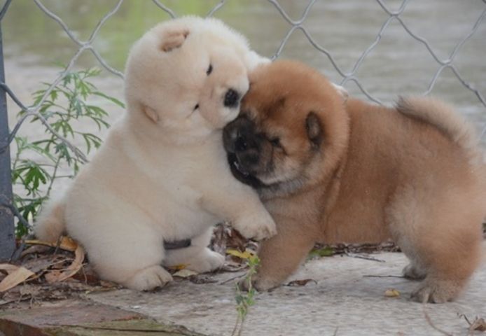 Vater der Welpen KC Chow-Chow-Welpen. Kontaktieren Sie mich per WhatsApp unter: +44 7453 907158