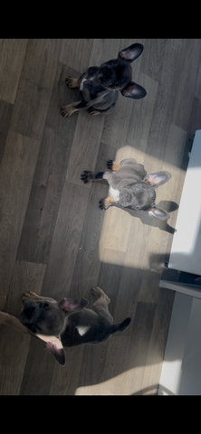 Gesundheitszustand von blau-lohfarbenen Französischen Bulldoggen.
