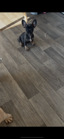 Gesundheitszustand von blau-lohfarbenen Französischen Bulldoggen.