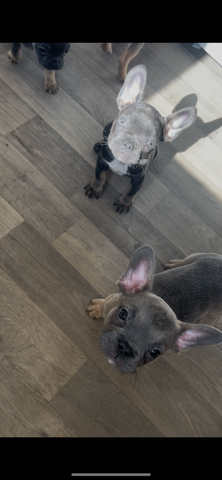 Gesundheitszustand von blau-lohfarbenen Französischen Bulldoggen.