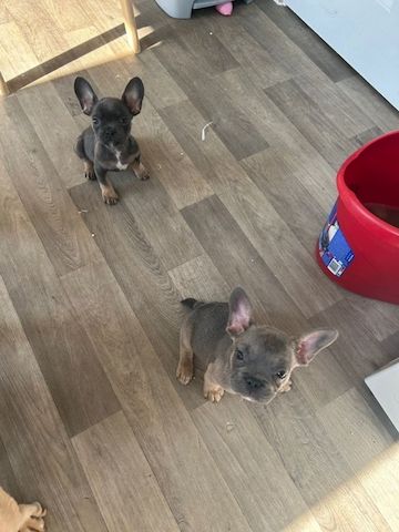 Gesundheitszustand von blau-lohfarbenen Französischen Bulldoggen.