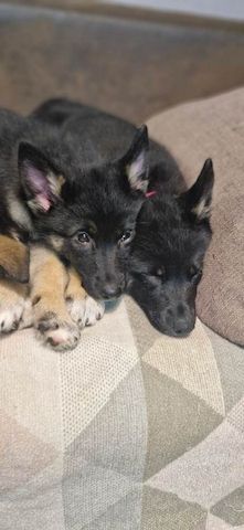 Wurf Deutscher Schäferhundwelpen. Kontaktieren