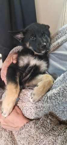 Wurf Deutscher Schäferhundwelpen. Kontaktieren Sie mich