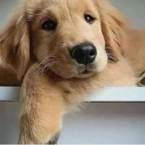 Golden Retriever (BVA-Gesundheitszeugnis, Deckrüde, Hüft-/Augenuntersuchung).