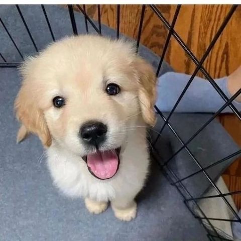 Golden Retriever (BVA-Gesundheitszeugnis, Deckrüde, Hüft-/Augenuntersuchung).
