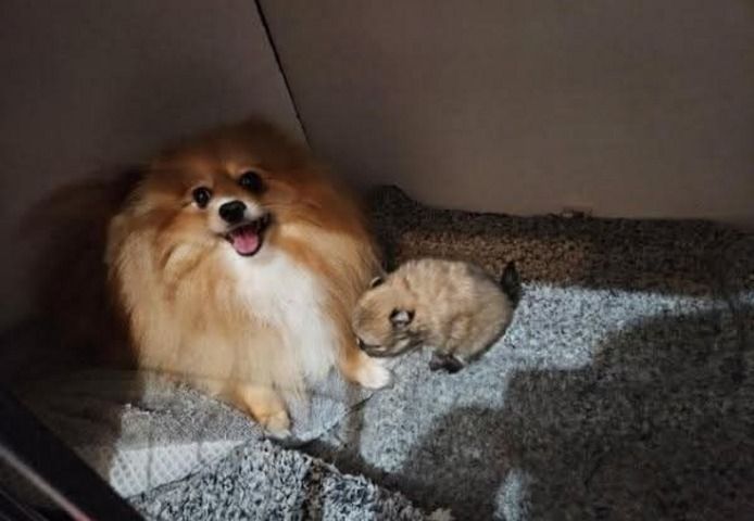 Pomeranian-Welpen mit Teddybärgesicht. Kontaktieren