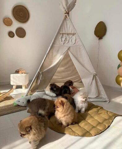 Pomeranian-Welpen mit Teddybärgesicht. Kontaktieren