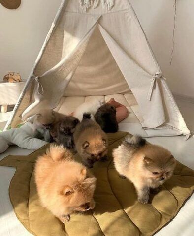 Pomeranian-Welpen mit Teddybärgesicht. Kontaktieren