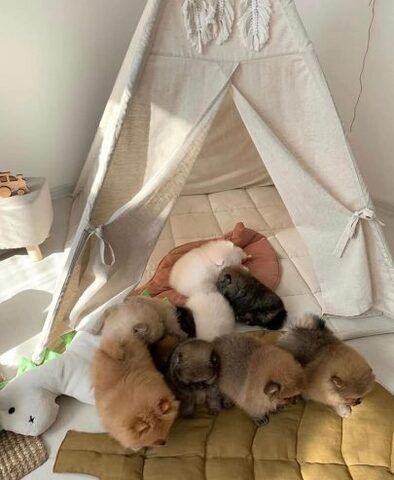 Pomeranian-Welpen mit Teddybärgesicht. Kontaktieren
