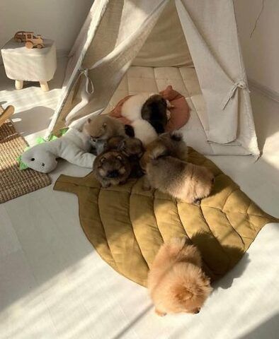 Pomeranian-Welpen mit Teddybärgesicht. Kontaktieren