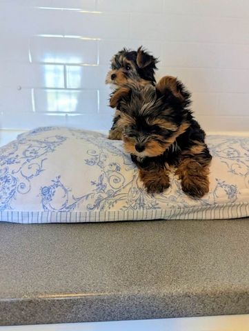 Unsere liebe Hündin hat 4 wunderschöne Yorkshire-Terrier-Welpen (1 Hündin und 3 Rüden)