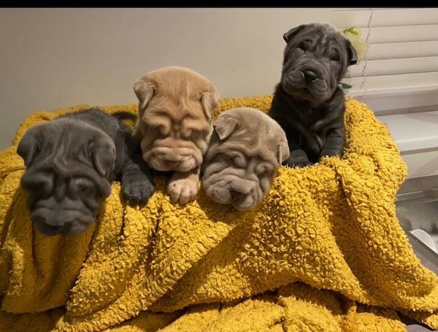 Shar-Pei-Welpen ... Kontakt per WhatsApp unter: +44 7453 907158