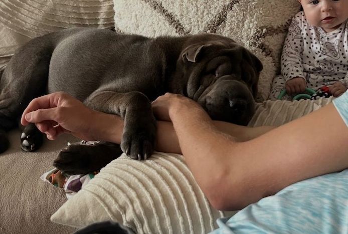 Shar-Pei-Welpen ... Kontakt per WhatsApp unter: +44 7453 907158