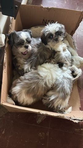 Shih-Tzu-Welpen zu verkaufen: 2 Hündinnen, 1 Rüde ...