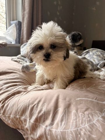 Shih-Tzu-Welpen zu verkaufen: 2 Hündinnen, 1 Rüde ...