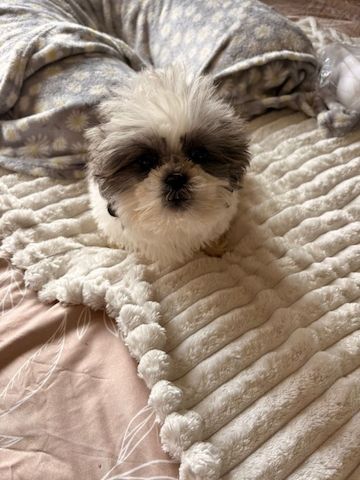Shih-Tzu-Welpen zu verkaufen: 2 Hündinnen, 1 Rüde ...