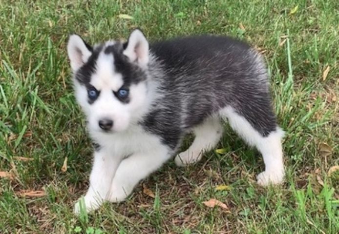 Wunderschöne Siberian-Husky-Welpen ... Kontakt per WhatsApp unter: +44 7453 907158