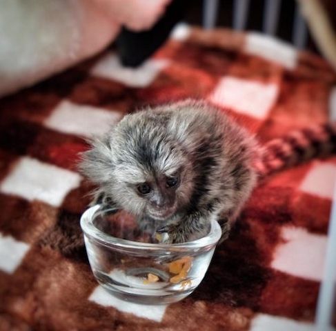 Zwergseidenäffchen (Pygmy Marmosets) ... schreiben