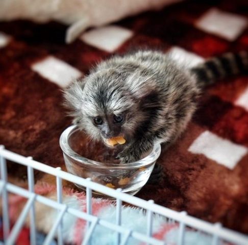 Zwergseidenäffchen (Pygmy Marmosets) ... schreiben