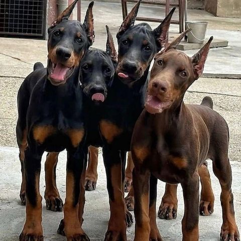 Premium Europäische Dobermann Welpen – Top Blutlinien & Hervorragendes Wesen